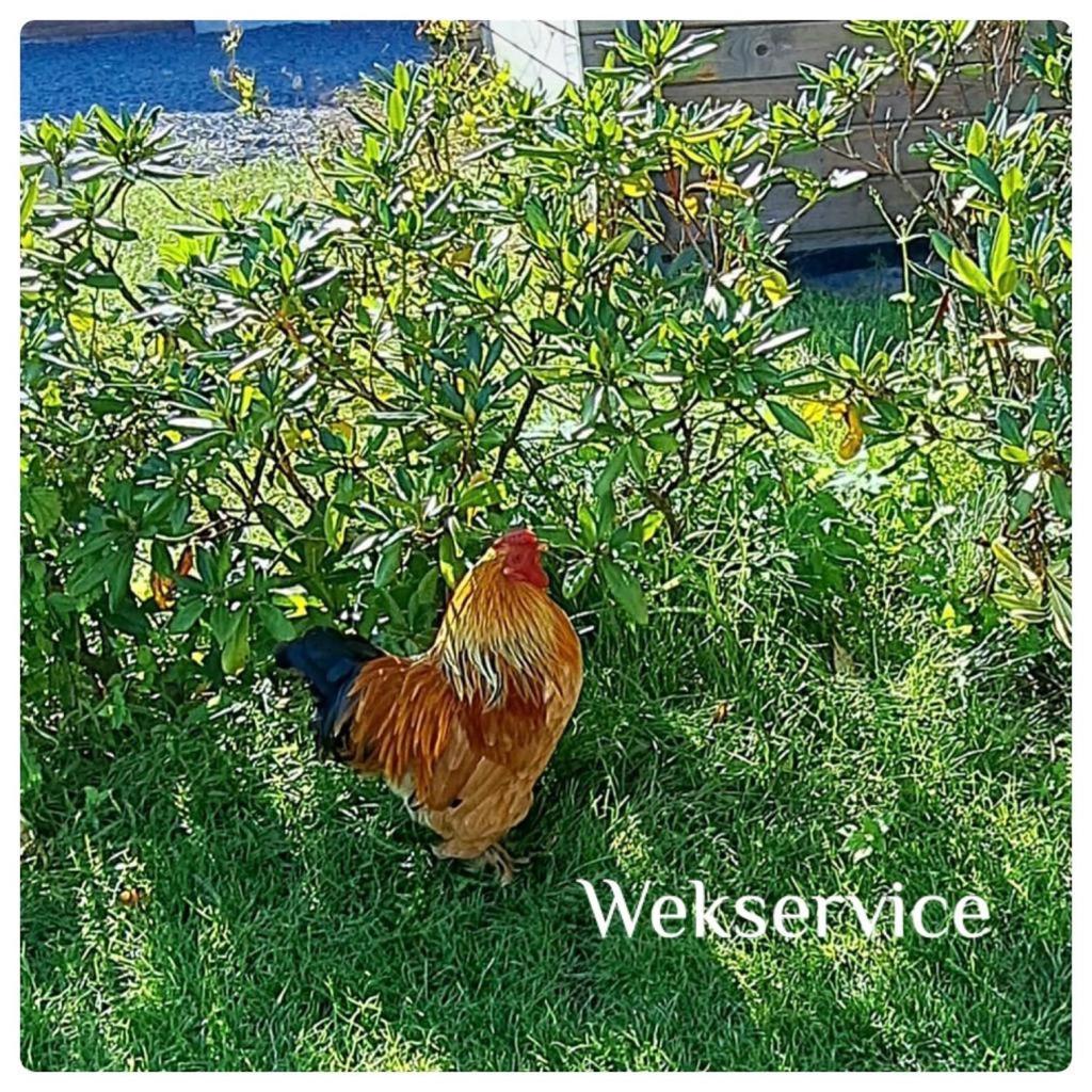 'T Zwientje 埃尔默洛 外观 照片
